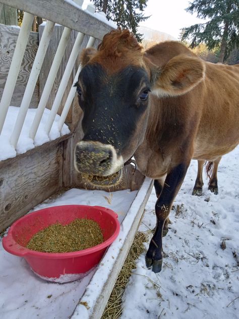 Homemade Grain Recipe for Your Dairy Cow – Spirited Rose Homestead Dairy Farm Homemade Dairy Cow Feed, Cow Farm Ideas, Cow Things, Cow Food, Suburban Homestead, Jersey Cattle, Cow Milking, Milk Cows, Cow Feed