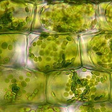 Chartreuse Color | Under a microscope, cell walls are easy to observe. The rectangular ... Plant Cells, Foto Macro, Microscopic Photography, Microscopic Images, Electron Microscope, Plant Cell, Cell Wall, Microscopes, Weird Science