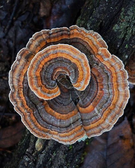 Happy National Mushroom Day! . . Thanks so much everyone for loving my photography, fascination of mushrooms, and other wild foods! Mushroom Identification, Turkey Tail Mushroom, Geometry In Nature, Mushroom Pictures, Turkey Tail, Plant Fungus, Slime Mould, Mushroom Fungi, Black Seed