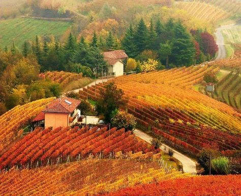 ::: Wine country, Piedmont Italy ::: Autumn In Italy, Toscana Italia, Tuscany Italy, Italy Travel, Beautiful World, Wonders Of The World, Tuscany, Romania, Places To See