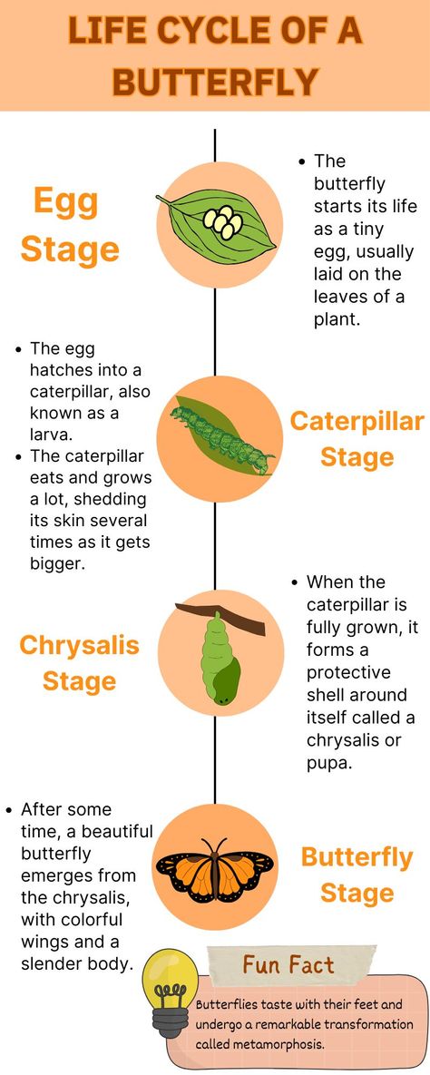 Butterfly Stages Life Cycles, Life Cycle Of A Butterfly Preschool, Stages Of Butterfly, Butterfly Stages, Butterfly Life Cycle Preschool, Cycle Of Butterfly, Lifecycle Of A Butterfly, Preschool Bugs, Butterfly Lifecycle