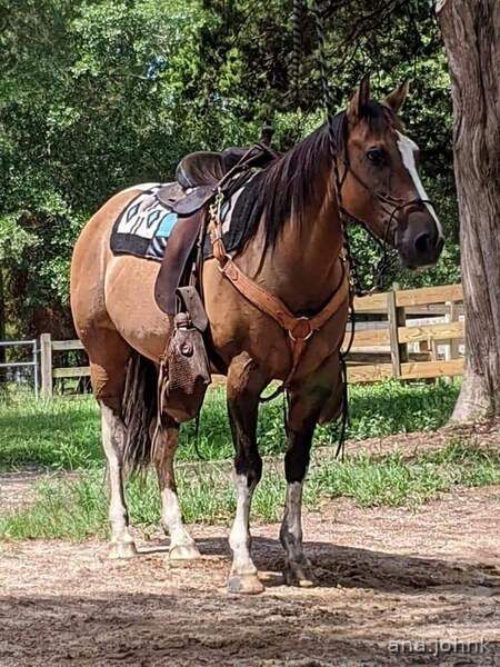 Quarter Horses For Sale, Miniature Horse Tack, Kiger Mustang, Highland Pony, Owning A Horse, Irish Sport Horse, Horse For Sale, Welsh Pony, American Saddlebred