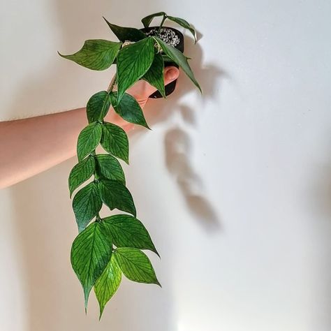 Hoya Polyneura, Dream Garden, Plant Leaves, Plants, Green