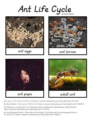 Montessori-Inspired Ant Life Cycle 3-Part Cards - In Our Pond Biology Games, Ant Life Cycle, Road Trips With Kids, Insect Unit, Insects Preschool, Insect Activities, Pete The Cats, Stem Classes, Classroom Lesson Plans