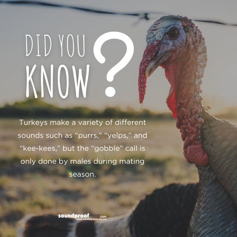 Turkeys are fascinating creatures. 🦃 Check out these 10 Turkey facts from World Animal Protection that we bet you didn't know: #turkeyfacts #didyouknow #factsaboutturkeys #turkeysoundfacts #SoundproofCow Turkey Facts, Animal Protection, Common Myths, How To Eat Less, Animals Of The World, Facts About, Bald Eagle, Did You Know, Thanksgiving