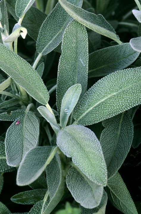 Salvia Officinalis, Mediterranean Plants, Perennial Herbs, Sage Leaves, Integrative Health, Herb Seeds, Heirloom Seeds, Back To Nature, Herbal Medicine