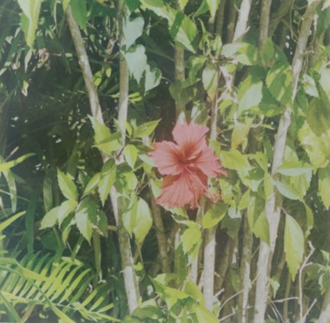 Hibiscus Aesthetic Vintage, Vintage Tropical Aesthetic, Lumineers Aesthetic, Hibiscus Flower Aesthetic, Aesthetic Disposable Camera, Hibiscus Aesthetic, Summer Hibiscus, Stationery Studio, High By The Beach