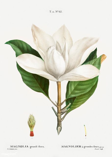 Southern magnolia (Magnolia grandiflora) illustration from… | Flickr White Flower Png, Magnolia Grandiflora, French Wall Art, Vintage Clipart, Southern Magnolia, Cake Photo, Illustration Botanique, Botanical Artwork, Vintage Botanical Prints