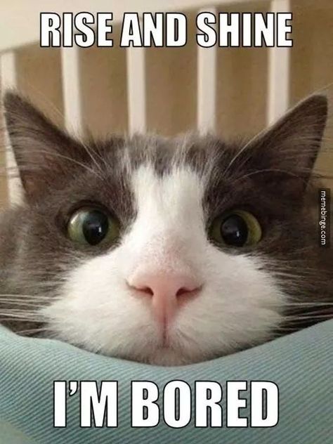 Rise and shine! I'm bored!   #cat #meme #funny Funny Photo Captions, Dog Cat Pictures, Cat Jokes, I'm Bored, Funny Cats And Dogs, Cute Cat Gif, Cat Quotes, Funny Cat Memes, Funny Cat Pictures