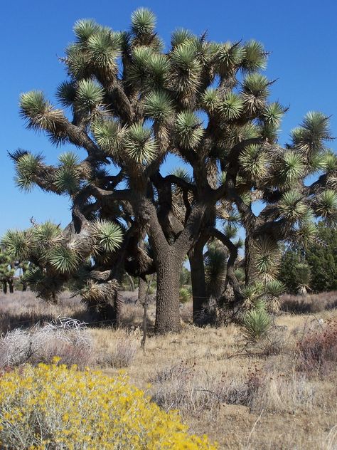 Joshua Trees in the Antelope Valley, California. Antelope Valley California, Joshua Trees, Antelope Valley, Garden Wall Designs, California History, My Youth, Desert Garden, Southwest Desert, Mojave Desert