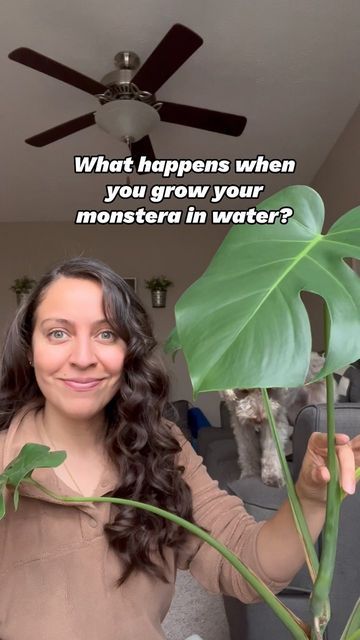 Krystal- Houseplant care tips | Lifestyle on Instagram: "A lot can happen and seeing a new leaf makes me so excited. Growing plants in just water is called hydroponics. This monstera has lived in water since September of 2022. Since it doesn’t get nutrients from the soil, I use a liquid fertilizer for it once a month that I just pour into the water. I change water once a week, clean the roots once when I change water, and place in a spot that gets bright indirect light. At this point, I have Monstera In Water, Plant In Water, Mushroom Plant, Houseplant Care, Lucky Plant, Household Plants, Plant Hacks, Inside Plants, Plant Guide