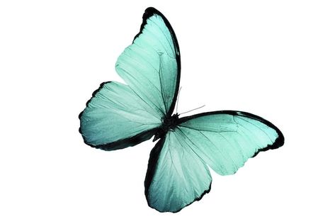 Butterfly With White Background, Blue Green Butterfly, Photo Macro, Teal Butterfly, Blue Butterflies, Butterfly Photos, Green Butterfly, Paint Splash, Purple Butterfly