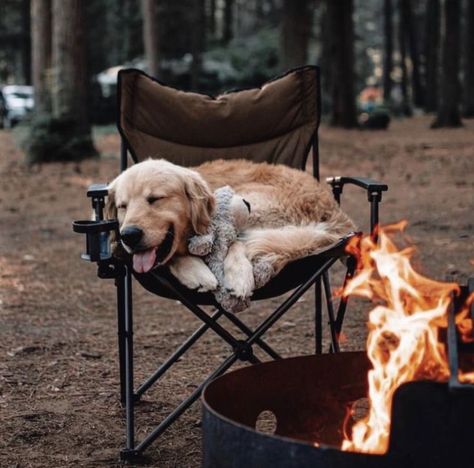 ✨ Camping Aesthetic, Camping Life, A Fire, Doberman, 귀여운 동물, Mans Best Friend, Dog Life, Beautiful Creatures, Campfire