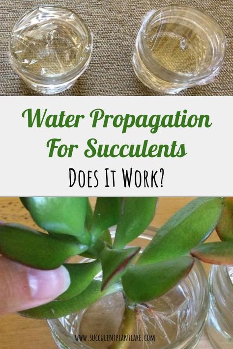 Does water propagation work for succulents? Yes. Find out how to do it here. My succulents propagated through water are doing well planted in soil up to this day. See how they look now. Succulents In Water Growing, Water Propagation Succulents, Succulent Water Propagation, Growing Succulents In Water, Succulent Propagation In Water, Propagating Succulents In Water, Succulent Propagation How To, Water Propagation Plants, Succulents Propagating