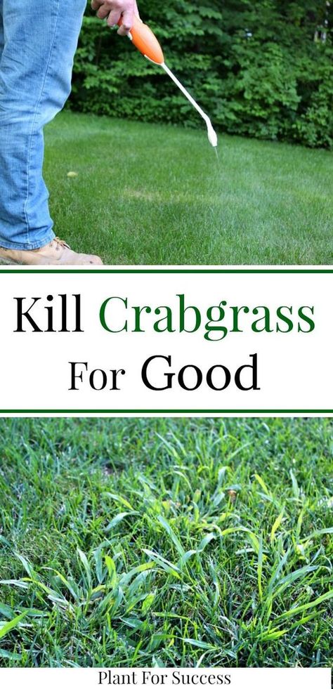 Remove Weeds From Lawn, How To Kill Crabgrass In Lawn, Crabgrass Removal Lawn Care, How To Get Rid Of Crab Grass In Lawn, Crabgrass Removal, Kill Grass, Lawn Weeds, Lawn Repair, Killing Weeds