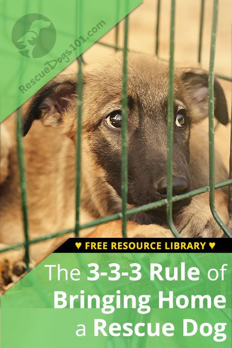 Tips for Bringing Home a Rescue Dog and the 3-3-3 Rule.  #adoptdontshop #dogstuff #puppy #dog #rescuedogs101 Baby Huskies, Dog Advice, House Training Dogs, Aggressive Dog, Dog Care Tips, Dog Agility, Rescue Dog, Pet Care Tips, Pet Hacks