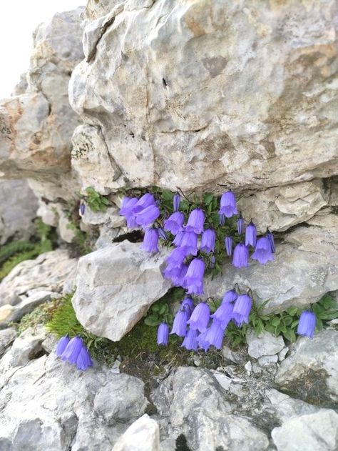 Witchy Garden, Rock Plants, Alpine Flowers, Rock Flowers, Flowers Growing, Alpine Plants, Nothing But Flowers, Flower Therapy, Forest Flowers