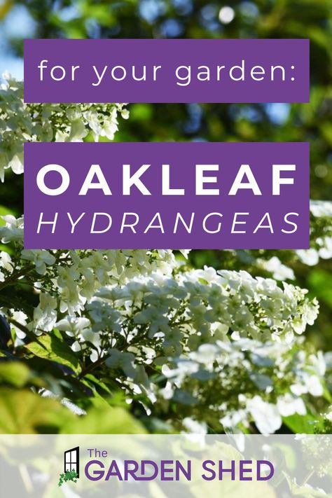 Oakleaf Hydrangea Companion Plants, Oak Leaf Hydrangea Landscaping, Oakleaf Hydrangea Landscape, Alice Oakleaf Hydrangea, Flowering Shade Plants, Landscaping Around Deck, Cottage Landscape, Mailbox Landscaping, Hydrangea Landscaping