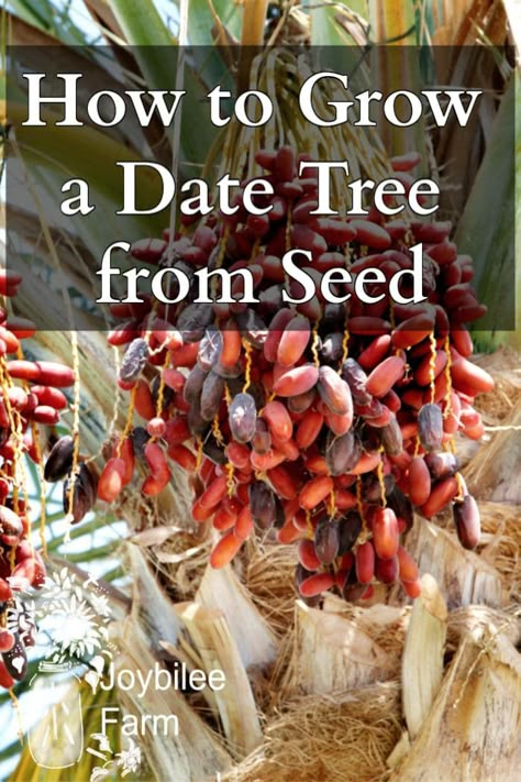 How to Grow a Date Tree from a Date Seed - Joybilee® Farm | DIY | Herbs | Gardening | Growing Dates From Seed, Date Seeds Planting, How To Grow Dates From Seed, How To Grow Dates, How To Grow Cinnamon Plants, Growing Dates, Dates Plant, Date Seeds, Date Tree