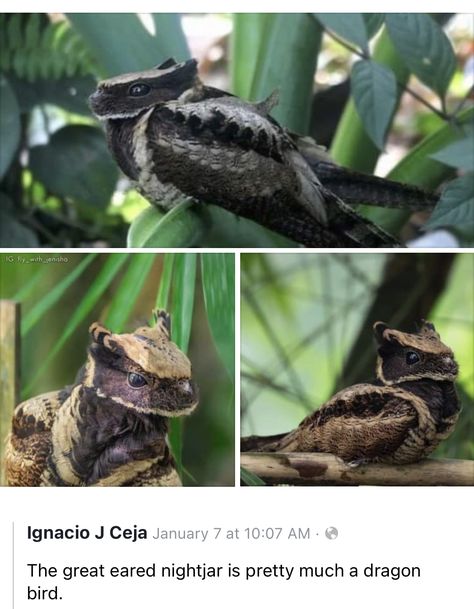 Great Eared Nightjar, Dragon Bird, Creature Fantasy, Pretty Animals, 웃긴 사진, Animal Facts, Dessin Adorable, Animal Jokes, Weird Animals