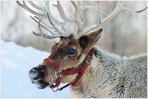 Reindeer... I want this picture to hang up at Christmas time. Real Reindeer, Reindeer Photo, Christmas Props, Baby Reindeer, Christmas Events, Red Nosed Reindeer, Santa And Reindeer, Animal Photo, Winter Scenes