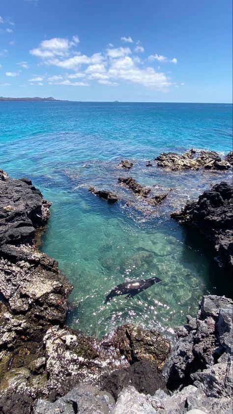 Galapogas Islands, Galapagos Islands Aesthetic, Galapagos Islands Photography, Travel Visionboard, Galapagos Islands Travel, Galapagos Island, Galapagos Ecuador, Wildlife Biologist, Beach Walking