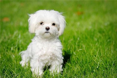 Petit chien à adopter gratuit gratis – Chien bonheur Anjing Maltese, Maltese Breed, Dog Breeds That Dont Shed, Top 10 Dog Breeds, Tiny Dog Breeds, Hypoallergenic Dog Breed, Maltese Puppies For Sale, Expensive Dogs, Havanese Puppies