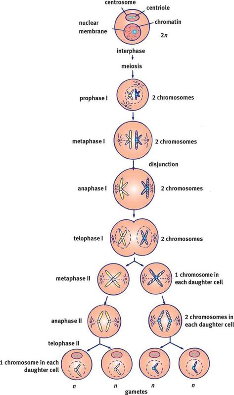 Meiosis has 1 round of replication (S in interphase) and 2 rounds of division. Mitosis has 1 rnd. of rep. and 1 rnd. of div. Mechanism same for both, just extra div. in meiosis. If connected together, chromatids equal 1 chromosome. If chromatids are not connected, then each individual chromatid is a chromosome. Meiosis I is reductional division b/c go from diploid (2 chrom. to haploid (1 chrom.) in cells. Meiosis II is equational division b/c go from hap. to hap. Mei. end=4 hap. Mit. end=2 dip. Meiosis 1 And 2, Mitosis And Meiosis Notes, Meiosis Project, Meiosis Stages, Mitosis Diagram, Mcat Biology, Figure Picture, Biology Diagrams, Biology Projects