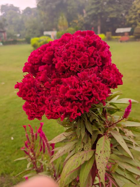 Cockscomb Flower Garden, Cockscomb Plant, Coxcomb Flowers, Celosia Cristata, Bridal Hairstyle Indian, Hairstyle Indian Wedding, Million Flowers, Hairstyle Indian, Bridal Hairstyle Indian Wedding