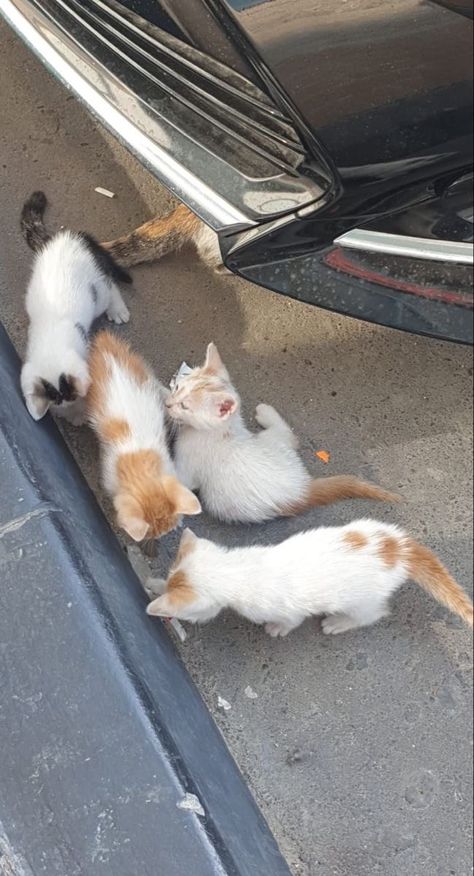 Street Cat Snapchat Story, Street Cat Snap, Street Cats Aesthetic, Street Dogs Aesthetic, Cats On Street, Cutest Animals On Earth, Street Cat, Street Cats, Blurry Pictures