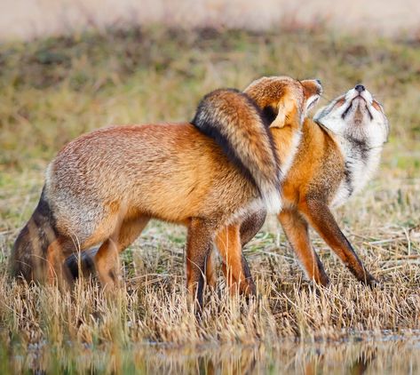 Two Foxes, Fantastic Fox, Fox Pictures, Pet Fox, Wild Dogs, Fox Art, Cute Fox, Red Fox, Animal Photo