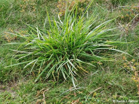 Tall Fescue – Turfgrass Science at Purdue University - Purdue University Tall Fescue Grass, Fescue Grass, Tall Fescue, Perennial Grasses, Weeds In Lawn, Lawn Fertilizer, Lawn Care Tips, Grass Type, Lush Lawn