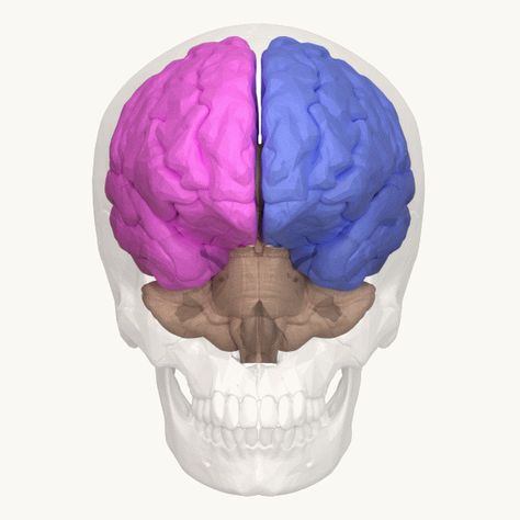 Corpus Callosum, Nerve Fiber, Brain Tissue, Inflammation Causes, Magnetic Resonance Imaging, Magnetic Resonance, Nerve Cell, Endocrine System, Human Relationship