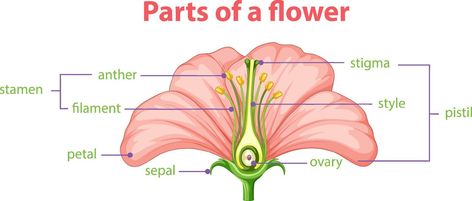 Diagram of different part of flower Flower Diagram Science, Part Of Flower, Flower Diagram, Science Diagram, Flower Reproduction, Science Diagrams, 7th Grade Science, Parts Of A Flower, Reproductive System