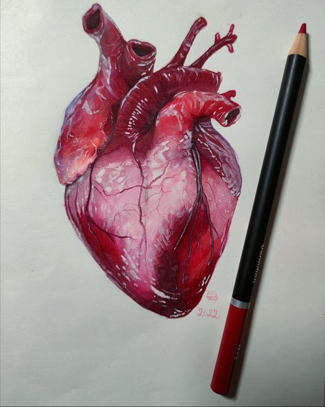 Drawing of human heart Human Heart Art, Human Heart Drawing, Anatomical Heart Art, Drawing Realistic, Prismacolor Art, Tanah Liat, Heart Drawing, Heart Painting, Human Heart