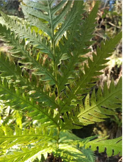 Giant Chain Fern, Woodwardia fimbriata | Native Plants PNW Woodwardia Fimbriata, Giant Fern, Desert Area, Southern Oregon, Woodland Garden, Vancouver Island, University Of California, Native Plants, Pacific Northwest