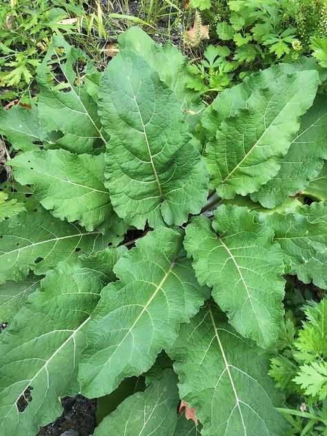 How To Make Pickled Burdock Root | Herbal Academy | Here's a simple recipe for pickled burdock root. By following this recipe, you can preserve some of burdock's beneficial properties to enjoy as a yummy snack year-round. Pickle Vodka, Herbal Academy, Foraging Recipes, Foraged Food, Herb Gardening, Burdock Root, Gardening Techniques, My Relationship, Pickling Cucumbers