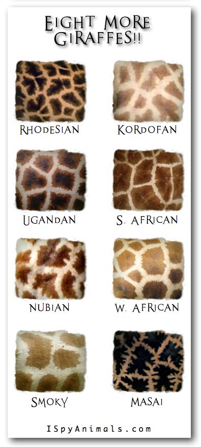 "And You Thought There Was Only ONE!" -- From "I Spy Animals" -- Eight giraffe species, in addition to the Reticulated giraffe, the one that's most familiar to us (click through to see that one). Giraffe Art, Giraffe Pattern, Baby Giraffe, I Spy, African Animals, In Addition, Giraffes, Wild Life, Zebras