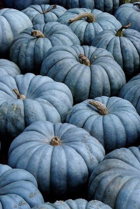 Jarrahdale Pumpkin, Como Plantar Pitaya, Pumkin Decoration, Blue Pumpkin, Blue Pumpkins, George Weasley, Fabulous Fall, Hallows Eve, Pumpkin Seeds