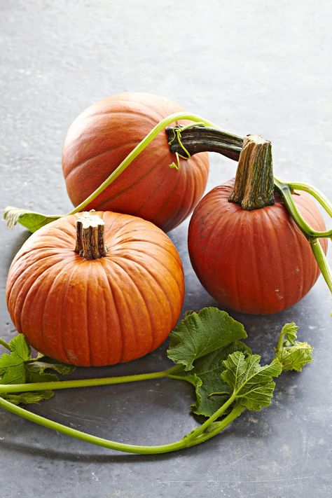 three-pumpkins-vine-30eb2f05 When To Harvest Pumpkins, Pie Pumpkins, Types Of Pumpkins, Pumpkin Varieties, Pumpkin Vine, Canning Vegetables, Pumpkin Uses, Cooking Pumpkin, Fresh Pumpkin