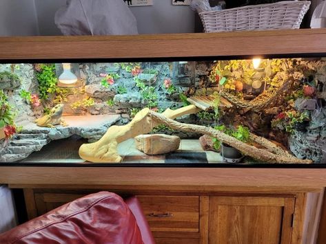 Bearded Dragon Enclosure Ideas Aesthetic, Beared Dragon Cage Ideas Cute, Reptile Tank Ideas, Beardie Enclosure Ideas, Blue Iverson, Bearded Dragon Terrarium Ideas Tanks, Cute Bearded Dragon Tank, Beardie Tank, Beardie Enclosure