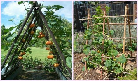 How To Build a Squash Arch A Frame Squash Trellis, Squash Arch, Garden Squash, Pumpkin Arch, Squash Trellis, Playhouse For Kids, Arch Garden, Growing Squash, Garden Line