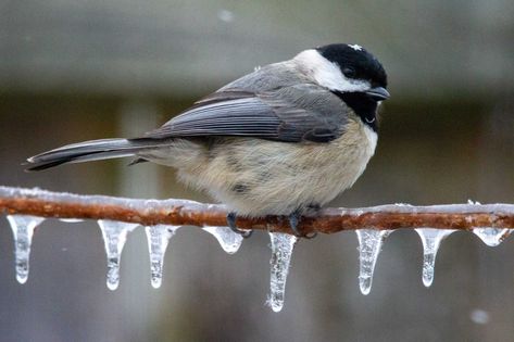 Winter Birds In Ohio: 25 Common Backyard Visitors Ohio Birds, Birds Images, Birds Pictures, Perfect Song, Black Oil Sunflower Seeds, American Crow, Brown Tree, Song Sparrow, Song Birds