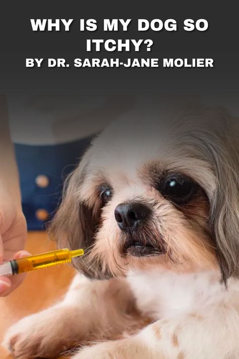 Help your itchy dog to stop the scratching, biting paws and digging at his ears. There are few things more frustrating for a pet owner than watching their dog scratching incessantly. You can tell that your dog is itchy and uncomfortable, but what can you do about it? The best itch relief for dogs can treat a variety of conditions that may cause dry, itchy skin.Proven Vet approved remedies to help dogs find relief for their itchy skin. Dog Itchy Skin Remedy, Itch Relief For Dogs, Cat Health Remedies, Itchy Skin Remedy, Dog Dry Skin, Funny Talking Dog Videos, Puppy Training Schedule, Cat Health Problems, Itchy Dog