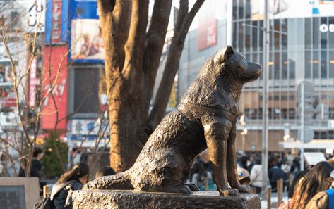 Hachiko Dog, Hachiko Statue, Shibuya Station, Ueno Park, Yoyogi Park, Shibuya Crossing, Memorial Statues, Mont Fuji, Shibuya Tokyo