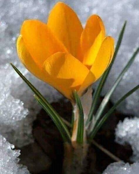 Yellow Crocus, Crocus Bulbs, Early Spring Flowers, Crocus Flower, Bright Spring, Spring Flower, Flower Images, Early Spring, Love Flowers