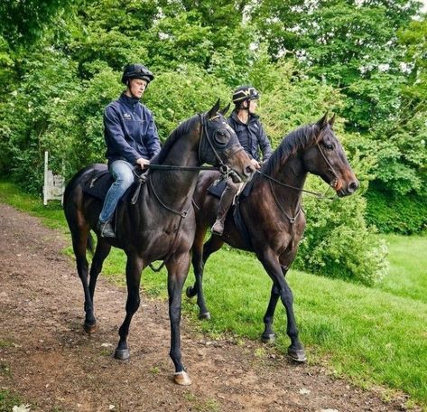 Horse Hacking, Horse Poses Reference, Trail Riding Horses, Horse Poses, Horse Family, Horse Halters, Trail Ride, Horse Trail, Bay Horse