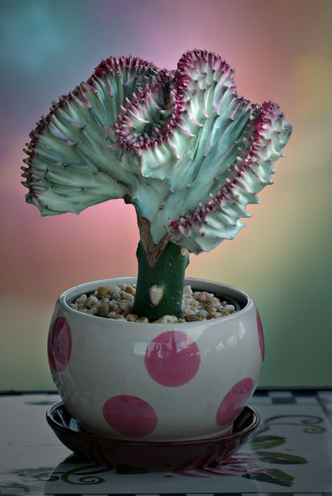 Grafted Cactus, Coral Cactus, Cactus Bloom, Weird Plants, Succulent Garden Diy, Small Cactus, Succulent Gardening, Unusual Plants, Rare Succulents