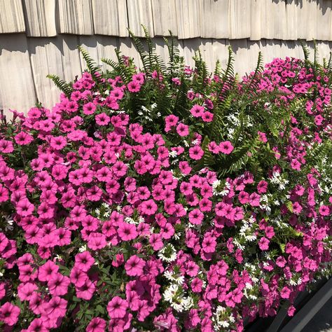 PETUNIA_SUPERTUNIA_MINI_VISTA_HOT_PINK_PETUNIA_GC_SUPHP_01 Petunia Plant, Hummingbird Flowers, Pink Charm, Container Design, Container Gardens, Potting Soil, Ground Cover, Types Of Plants, Petunias