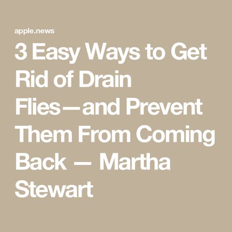 3 Easy Ways to Get Rid of Drain Flies—and Prevent Them From Coming Back — Martha Stewart Getting Rid Of Drain Flies, Drain Gnats How To Get Rid Of, How To Get Rid Of Drain Flies In House, How To Get Rid Of Drain Gnats, Drain Gnats Get Rid Of, Drain Fly Remedy, Drain Flies How To Get Rid Of, Getting Rid Of Nats, Fly Remedies